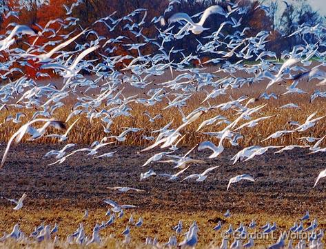 Horde Of Gulls_22913.jpg - A horde of seagulls in a feeding frenzy over a newly plowed field. Photographed near Lindsay, Ontario Canada.